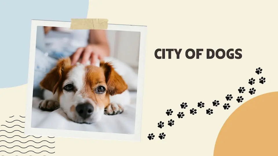 cityofdogs.net