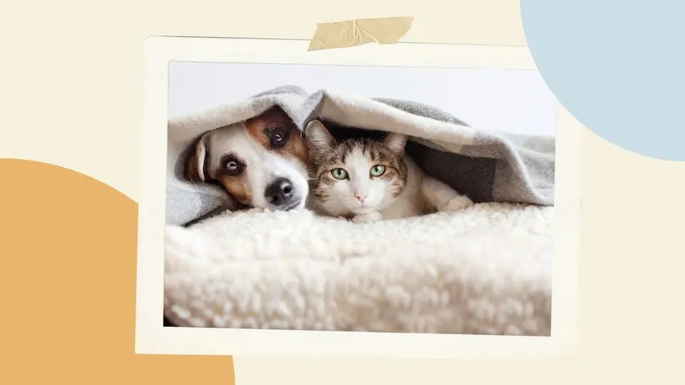 cityofdogs.net