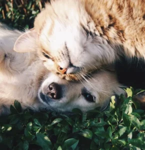 cityofdogs.net