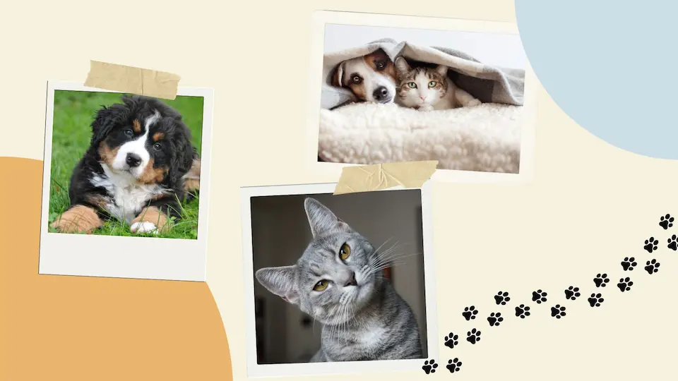 cityofdogs.net