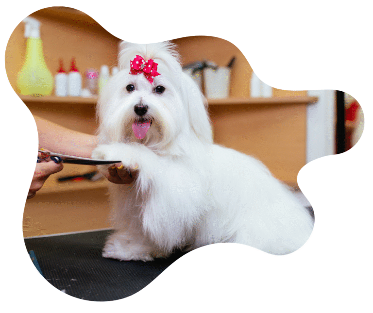 cityofdogs.net